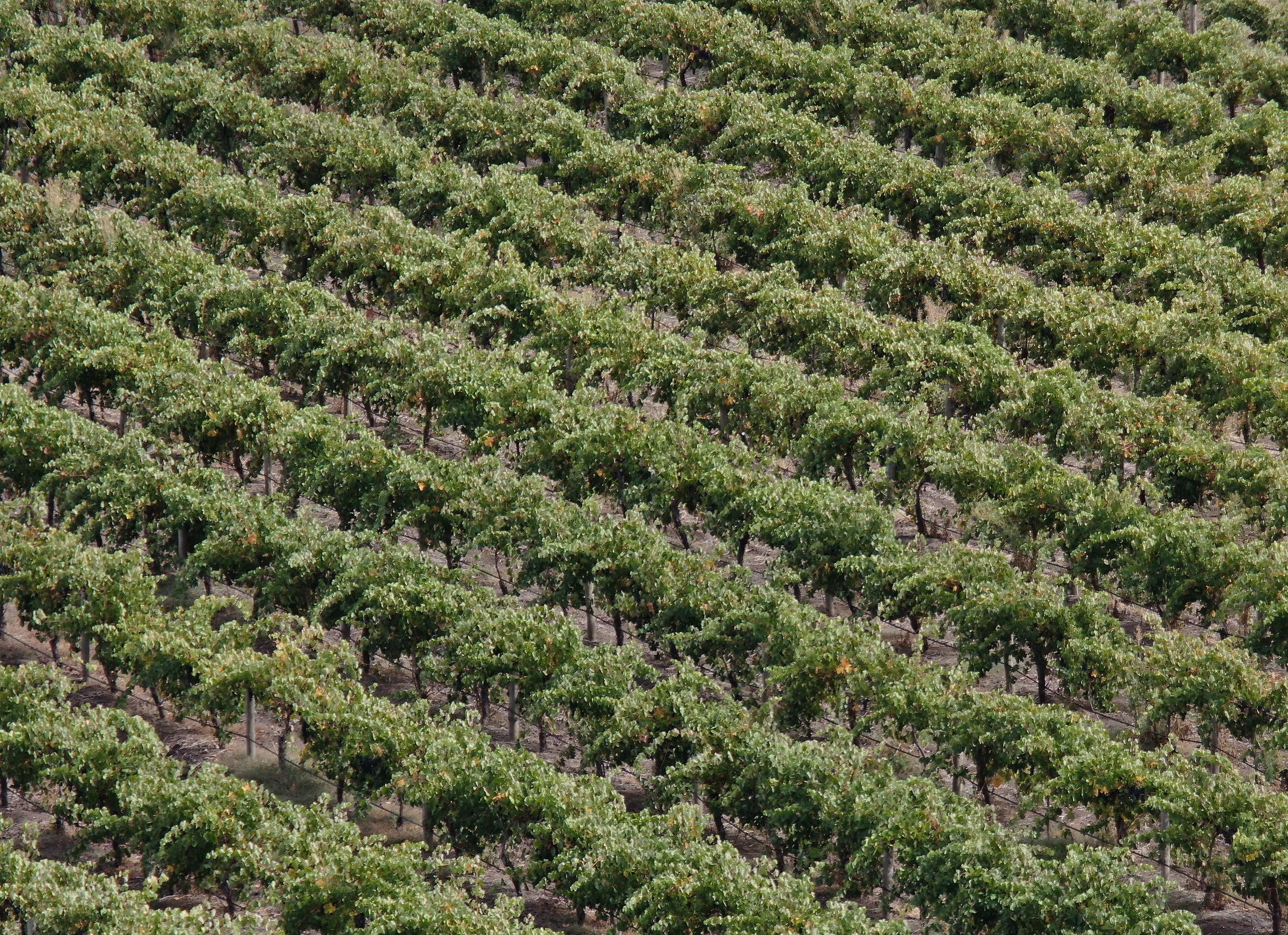 Single vineyard of shiraz vines in Bethany, Barossa Valley