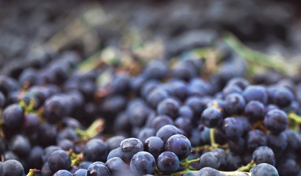 shiraz grapes